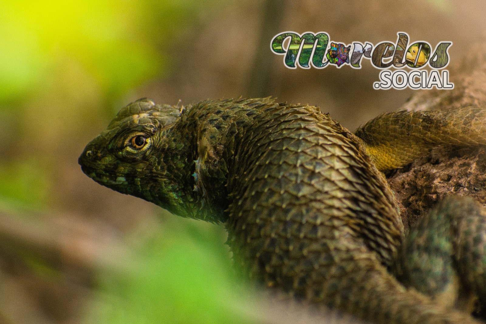 Sceloporus horridus visto en el Cerro de Atlacholoaya